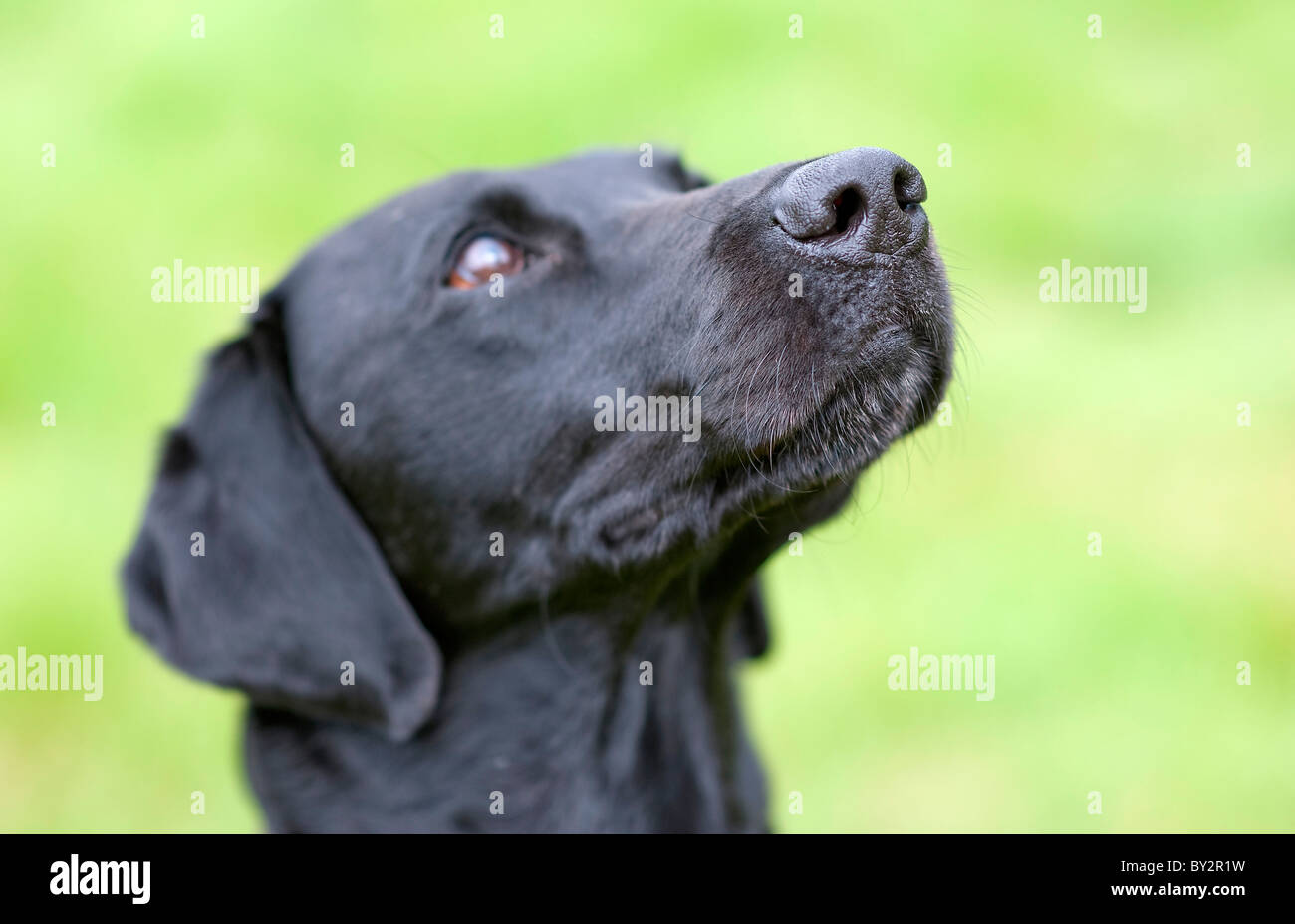 Ein schwarzer Labrador als ein Polizeihund Spezialist Suche ausgebildet. Stockfoto