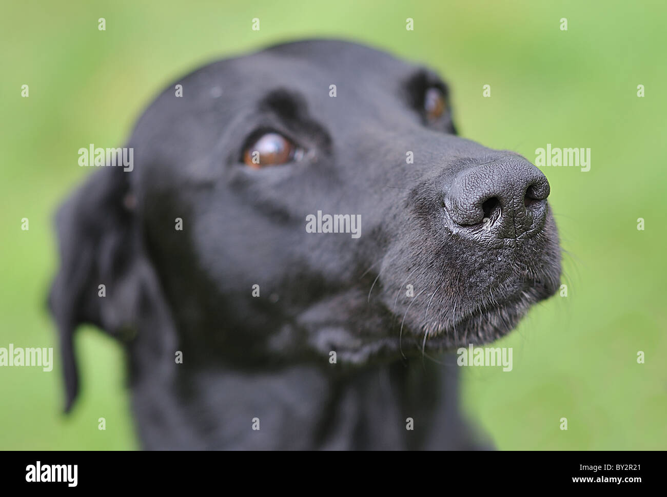 Ein schwarzer Labrador als ein Polizeihund Spezialist Suche ausgebildet. Stockfoto