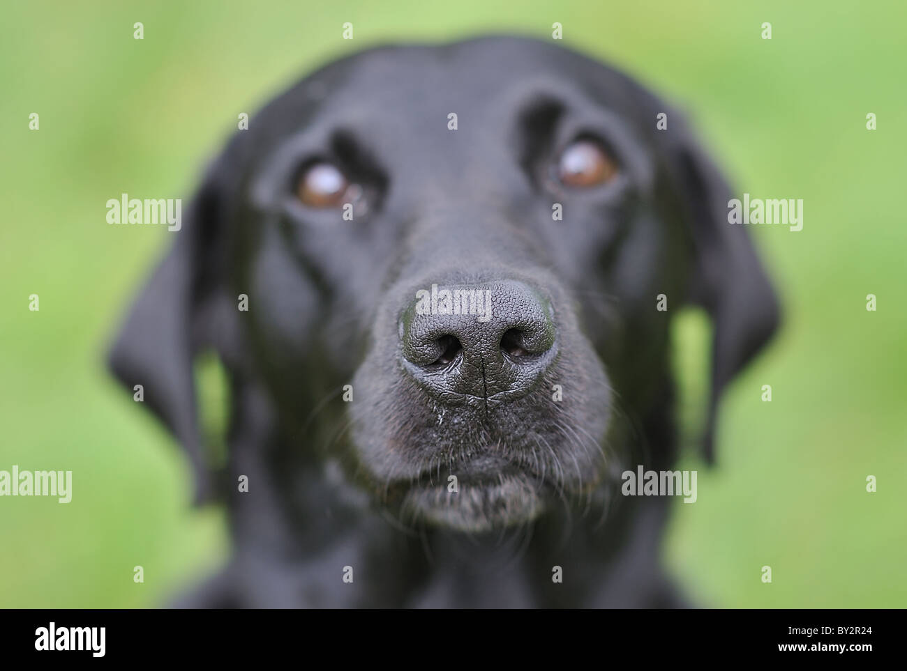 Ein schwarzer Labrador als ein Polizeihund Spezialist Suche ausgebildet. Stockfoto