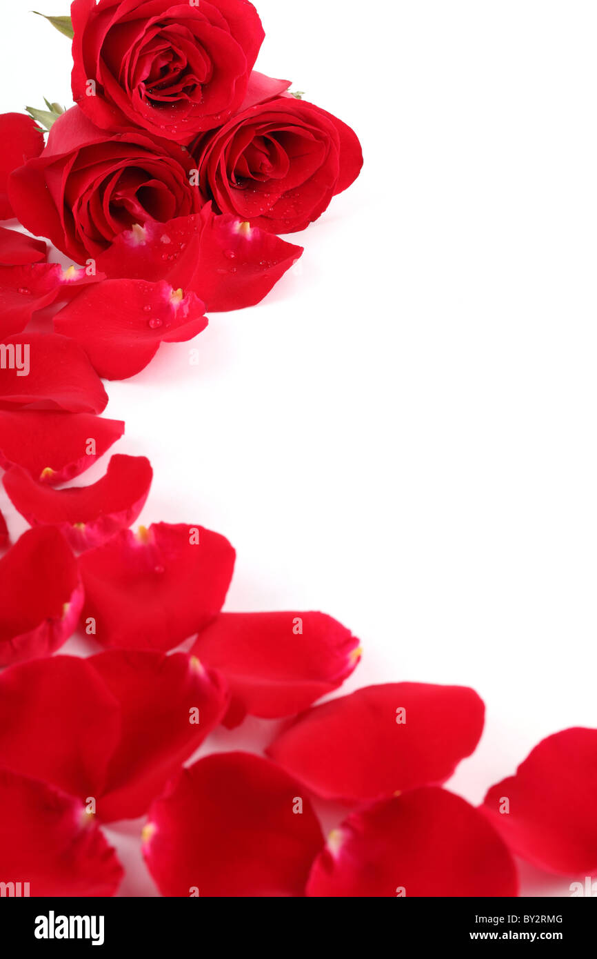 Nahaufnahme von roten Rose mit Blütenblättern auf weißem Hintergrund Stockfoto