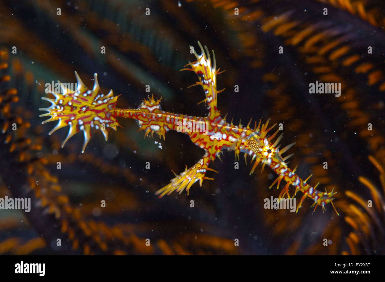 Harlekin-Geisterpfeifenfische Stockfoto