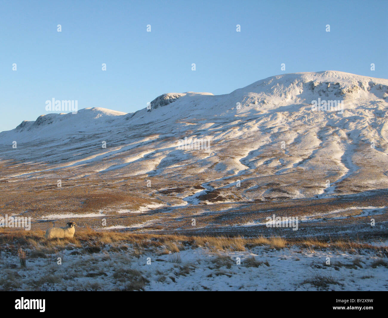 Schafe auf Campsie Hills Stirlingshire Schottland Stockfoto