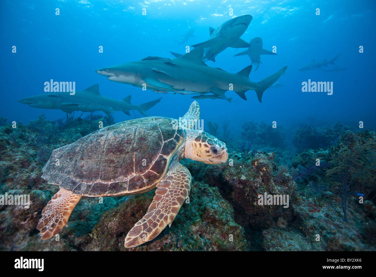 Unechte Karettschildkröte mit Haien Stockfoto