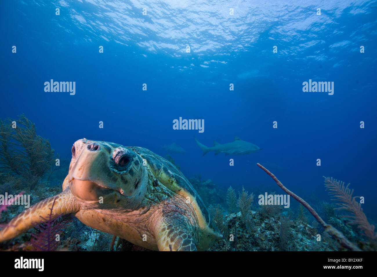 Loggherhead-Schildkröte mit Tiger und Zitrone-Haifische Stockfoto