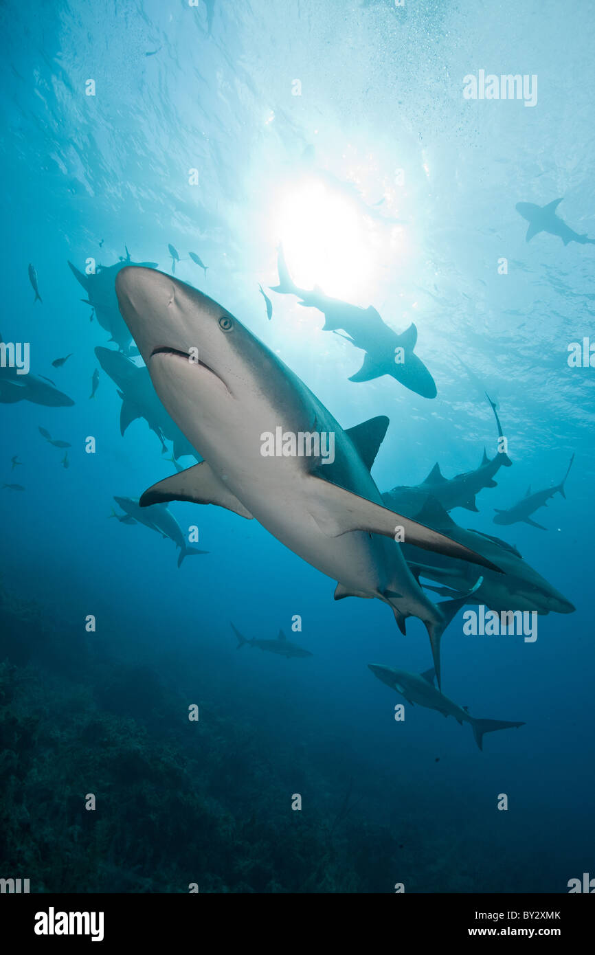 Karibischer Riffhai mit Zitrone-Haifische Stockfoto
