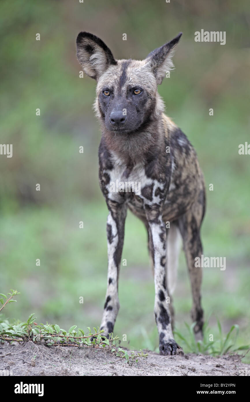 Afrikanische Jagdhund, LYKAON Pictus, Portrait in der Nähe von Lagoon Camp Okavango Stockfoto