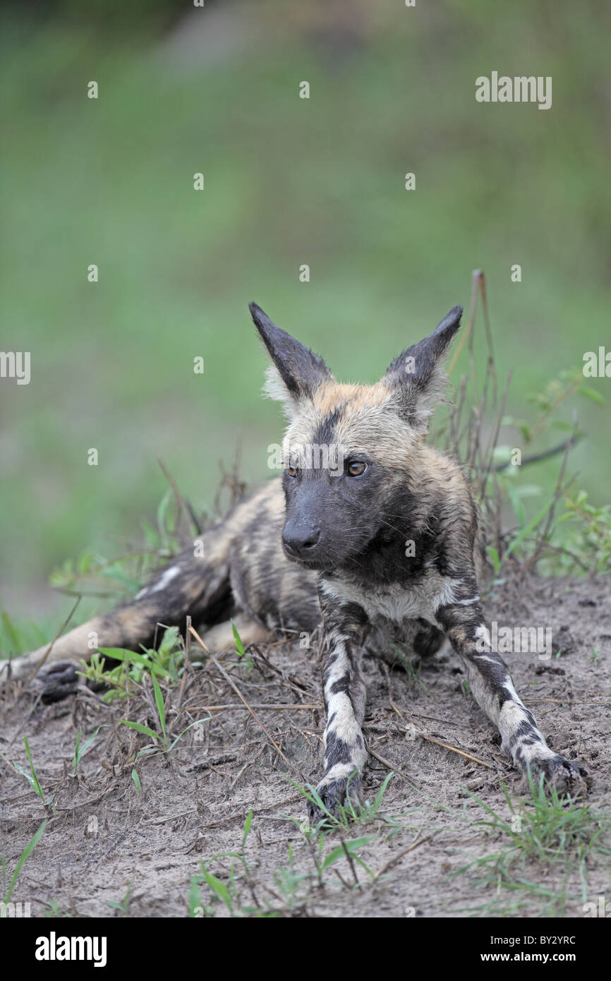 Afrikanische Jagdhund, LYKAON Pictus, Portrait in der Nähe von Lagoon Camp Okavango Stockfoto