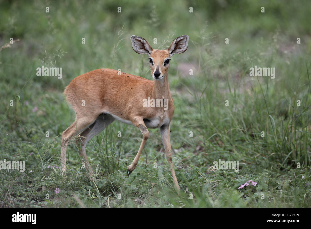 Steinböckchen (Steinbok) Raphicerus Campestris im Lagoon Camp okavango Stockfoto