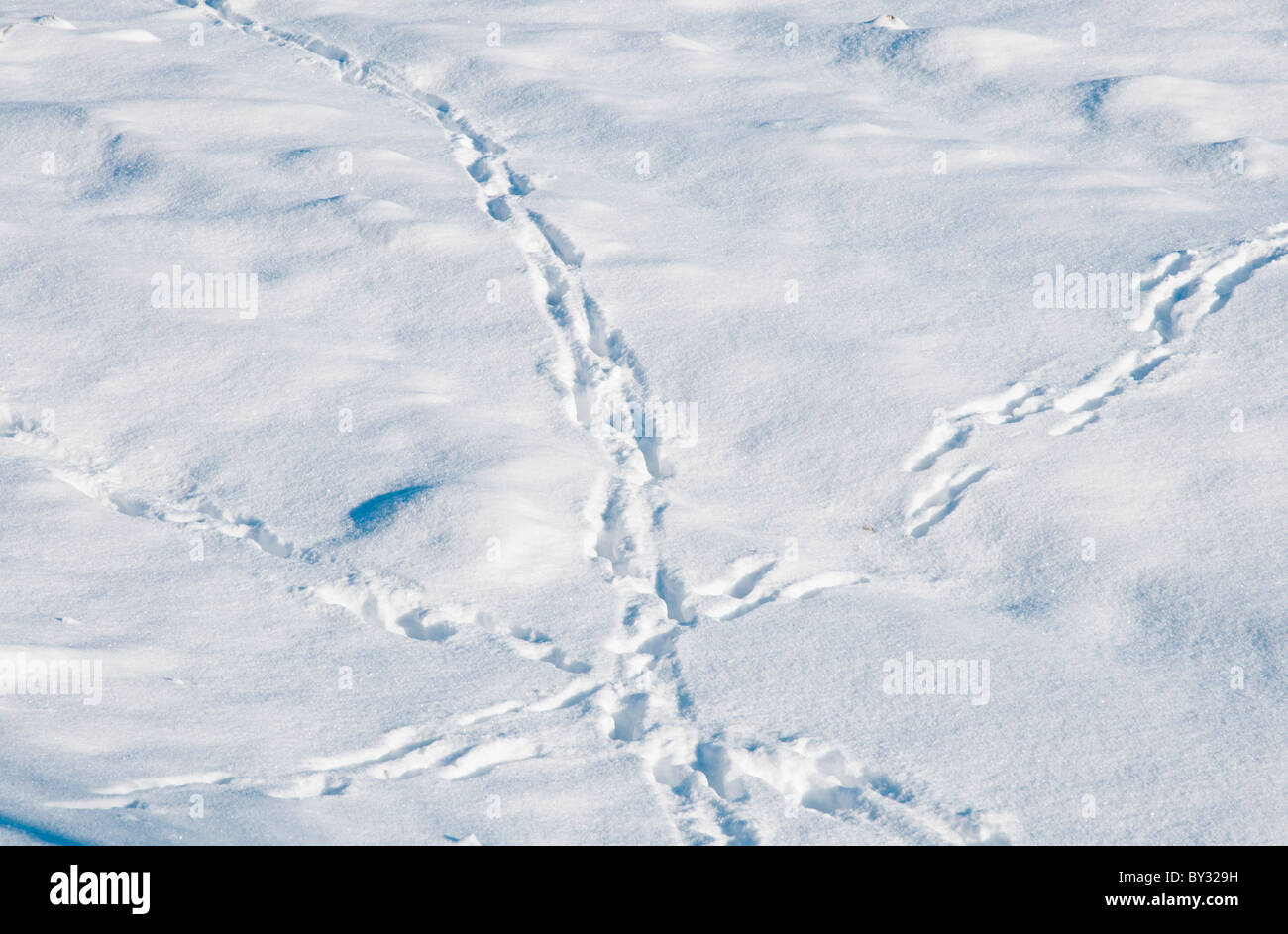 Kreuzungspunkt der Spuren im Schnee, Dartmoor Devon UK Stockfoto