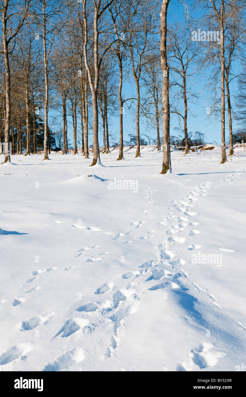 Fußspuren im Schnee in Richtung Büschel von Bäumen, Dartmoor, Devon UK Stockfoto