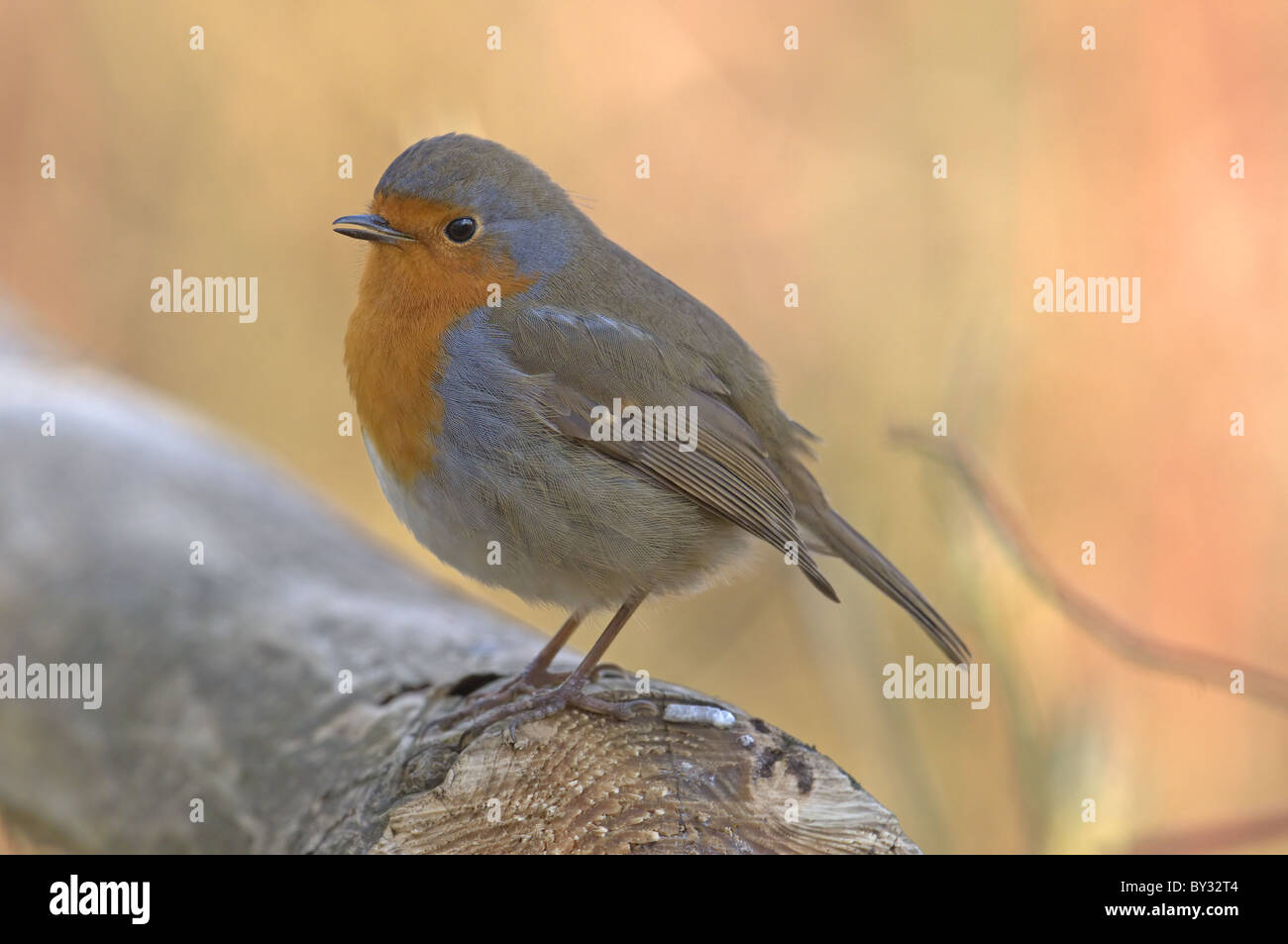 ROBIN ERITHACUS RUBECULA THRONT AM ZAUN. WINTER-UK Stockfoto