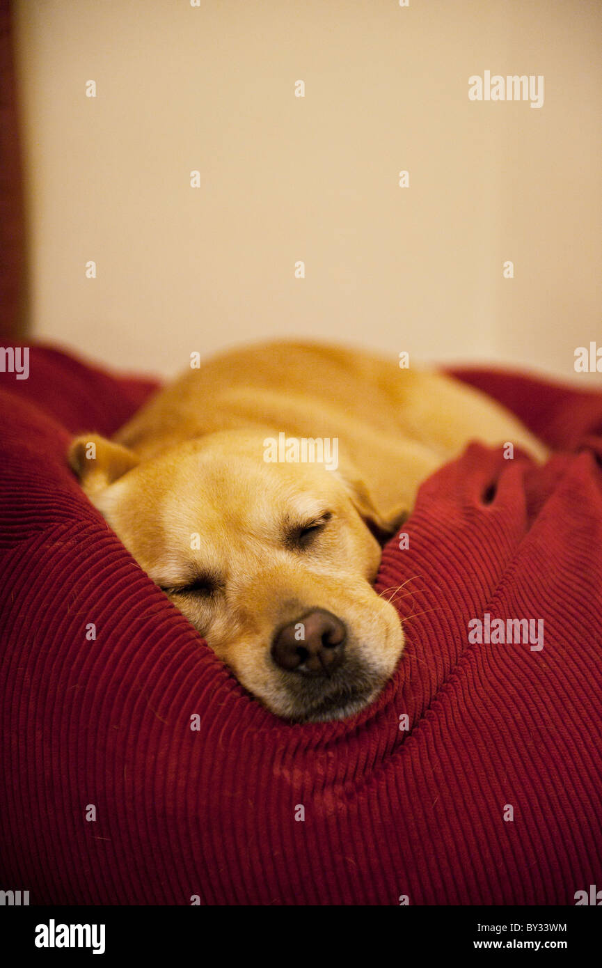 Labrador Retriever Hund schlafen im Sitzsack Stockfoto