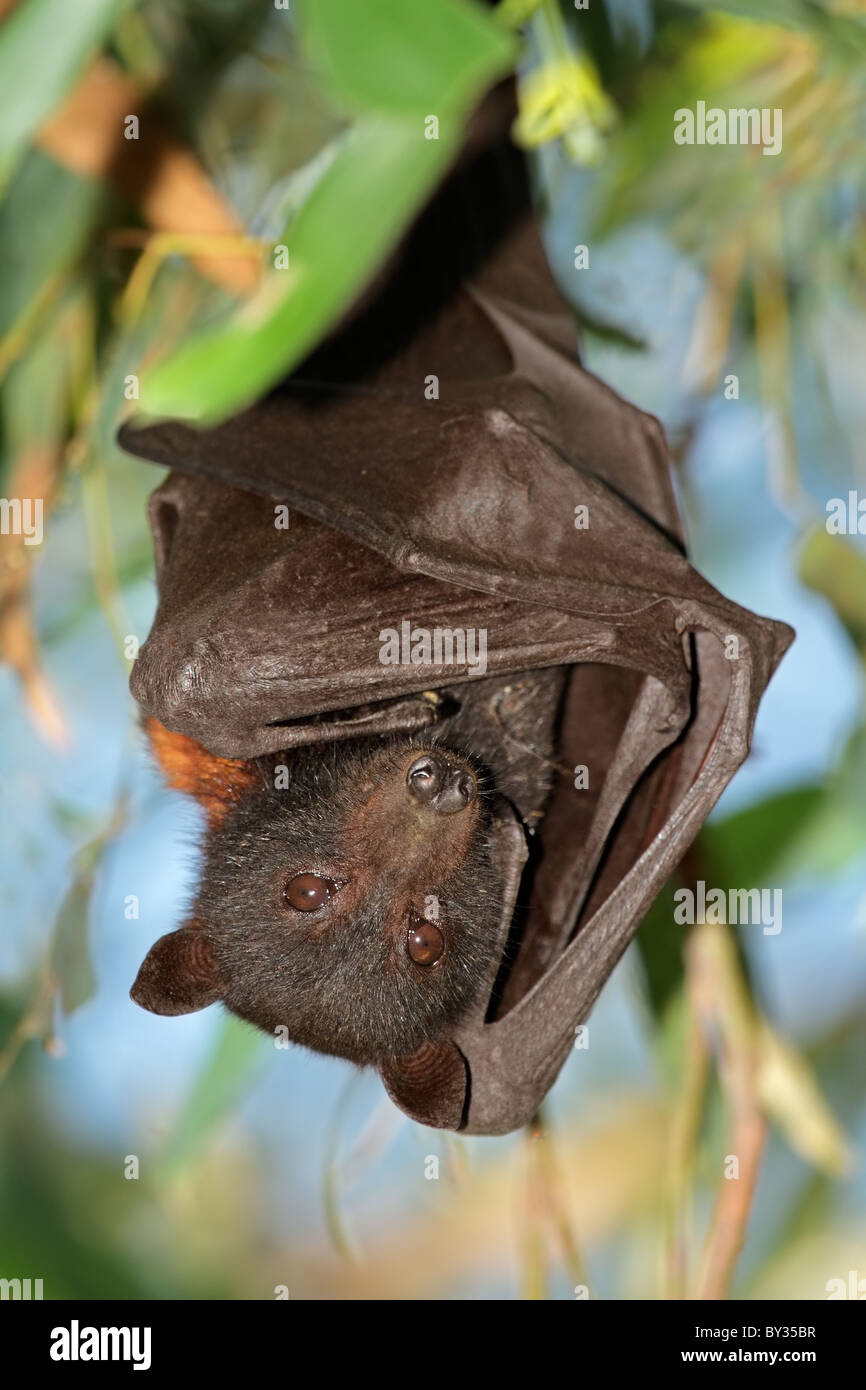 Schwarz Flughund (Pteropus Alecto), Kakadu-Nationalpark, Northern Territory, Australien Stockfoto