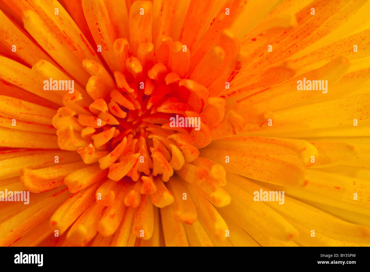 Extreme Makroaufnahme einer Blume Chrysantheme Stockfoto