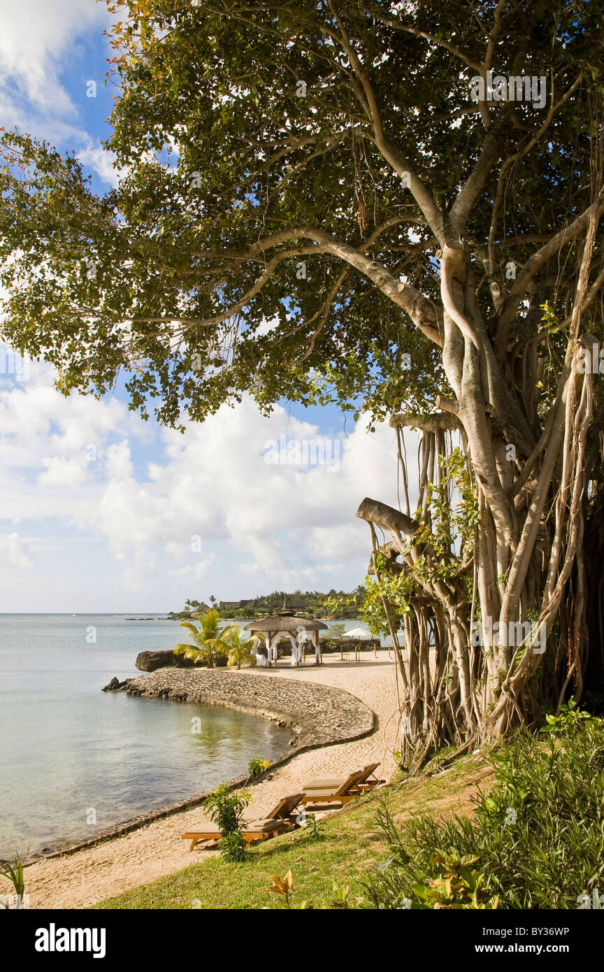 Mangroven-Baum von unserem Hotelstrand auf Mauritius Stockfoto