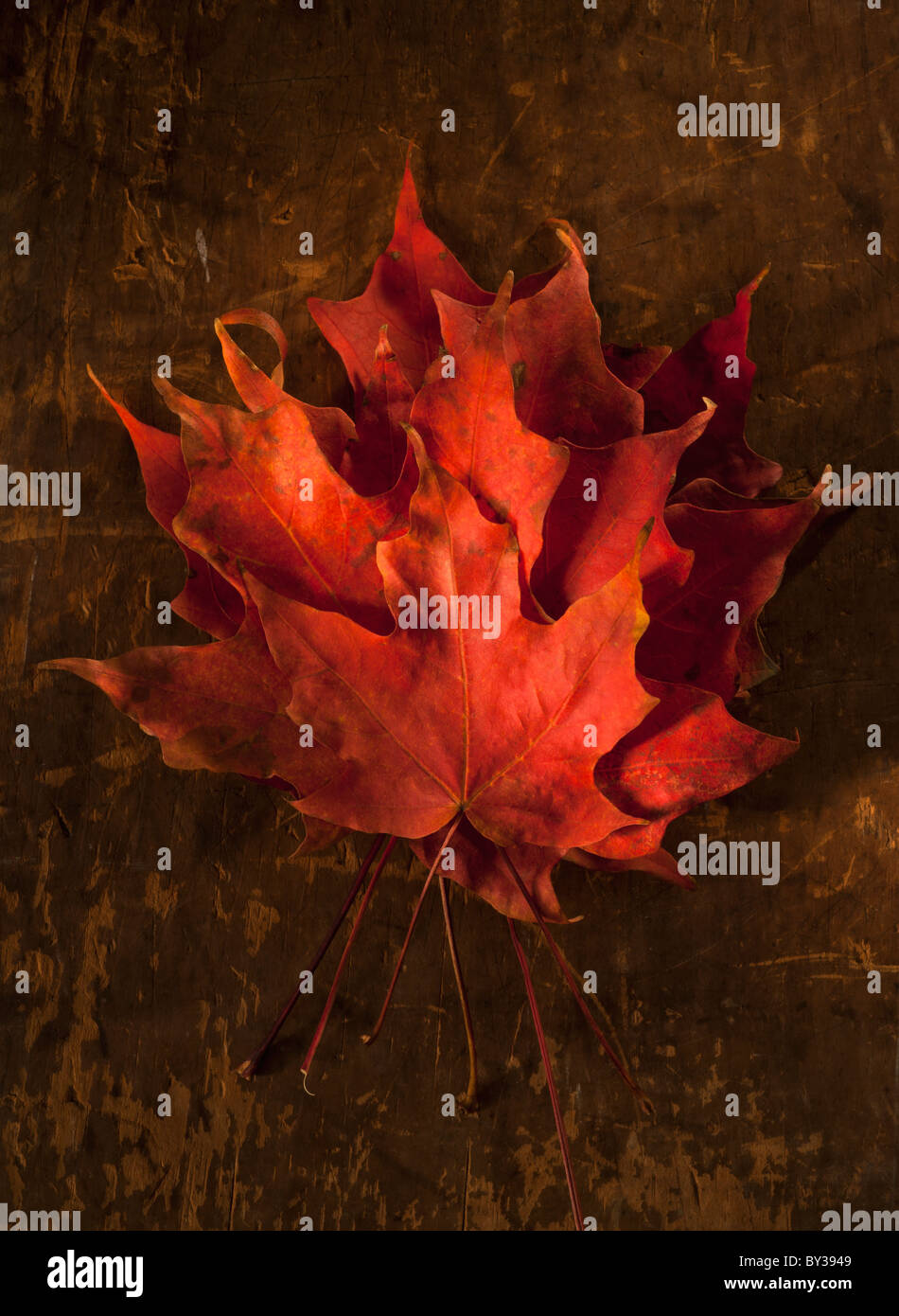 Haufen von Herbst Ahorn-Blätter Stockfoto
