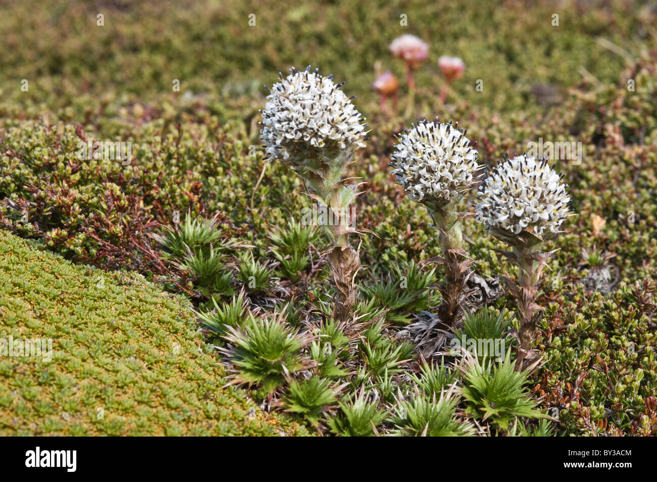 Cordito, Zwerg Distel (Nassauvia Magallanica) Ausläufer des Glaciar Martial oberhalb der Baumgrenze nördlich von Ushuaia Tierra del Fuego Stockfoto