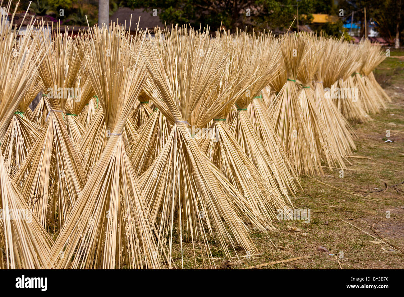 Bambus fr die Herstellung von Stbchen Trocknung in Xishuangbanna Region,  Provinz Yunnan, Volksrepublik China. JMH4206 Stockfotografie - Alamy
