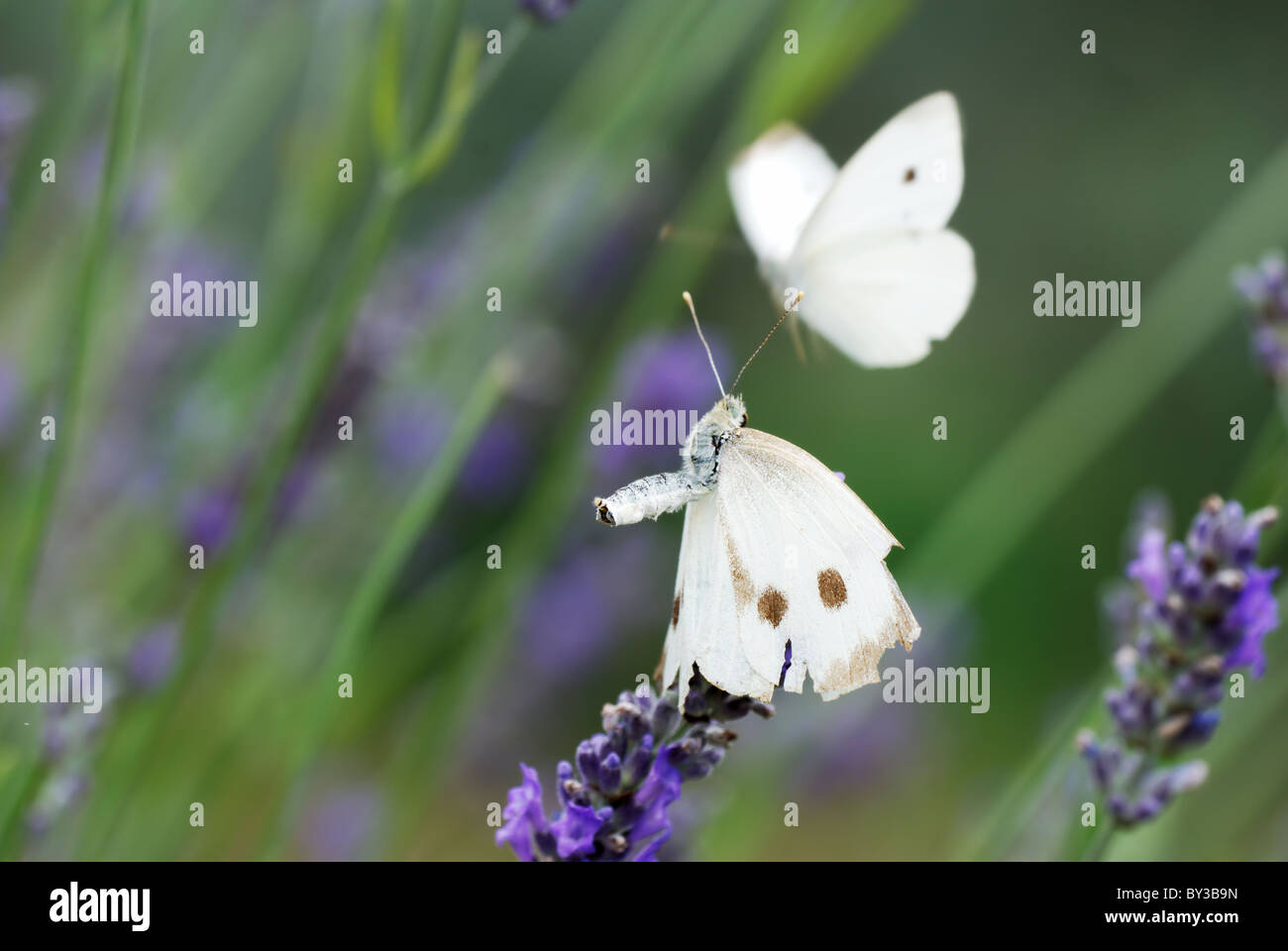Paar weiße Schmetterlings auf Lavendelblüten (selektiven Fokus auf Vordergrund einer) Stockfoto
