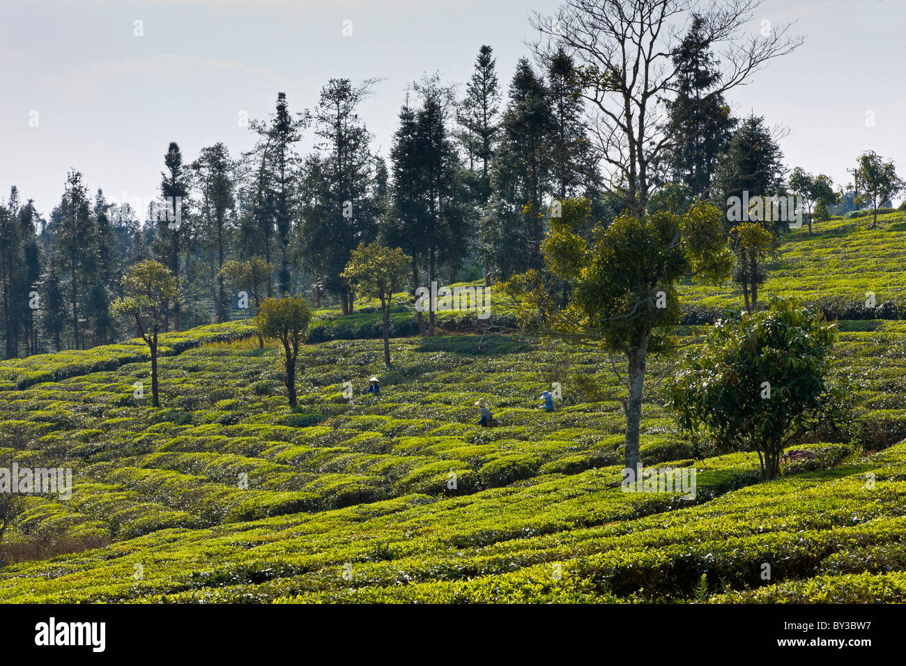 Tee-Plantage, Tee Research Institute, Provinz Yunnan, Xishuangbanna, China. JMH4223 Stockfoto