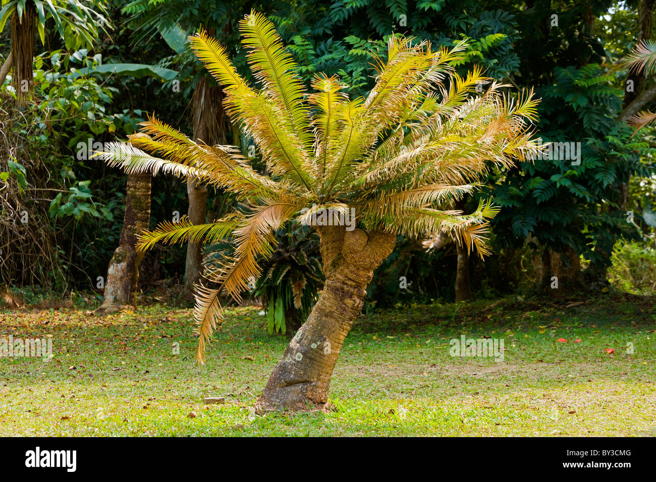 Xishuangbanna tropischer Botanischer Garten, Menglun, Yunnan Provinz, Volksrepublik China. JMH4246 Stockfoto