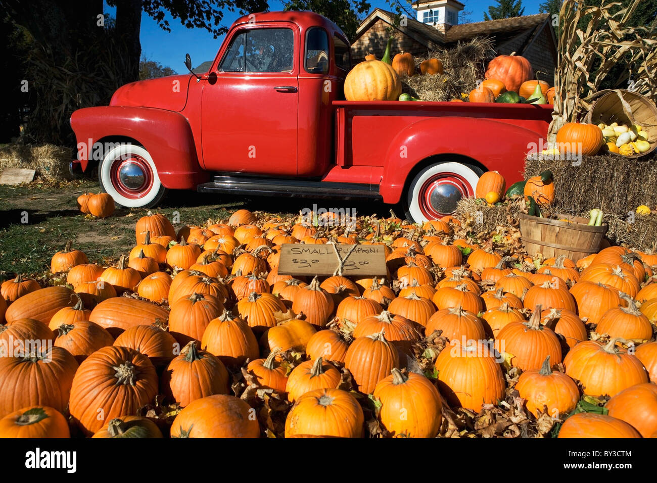 USA, New York, Peconic, Kürbis Bauernhof mit Pickup-truck Stockfoto