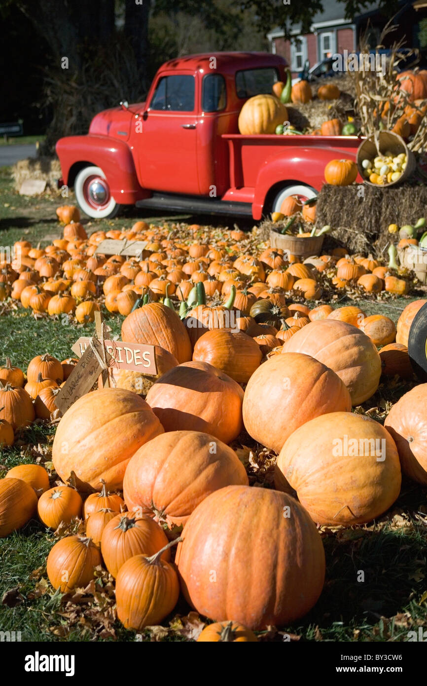 USA, New York, Peconic, Kürbis Bauernhof mit Pickup-truck Stockfoto