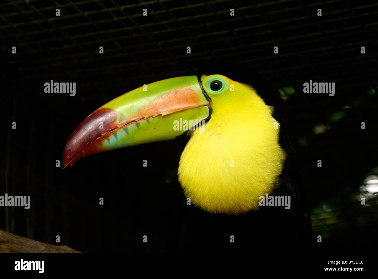 Kiel-billed Toucan (Ramphastos Sulfuratus) im ARA Mountain Bird Park, Copán, Honduras Stockfoto