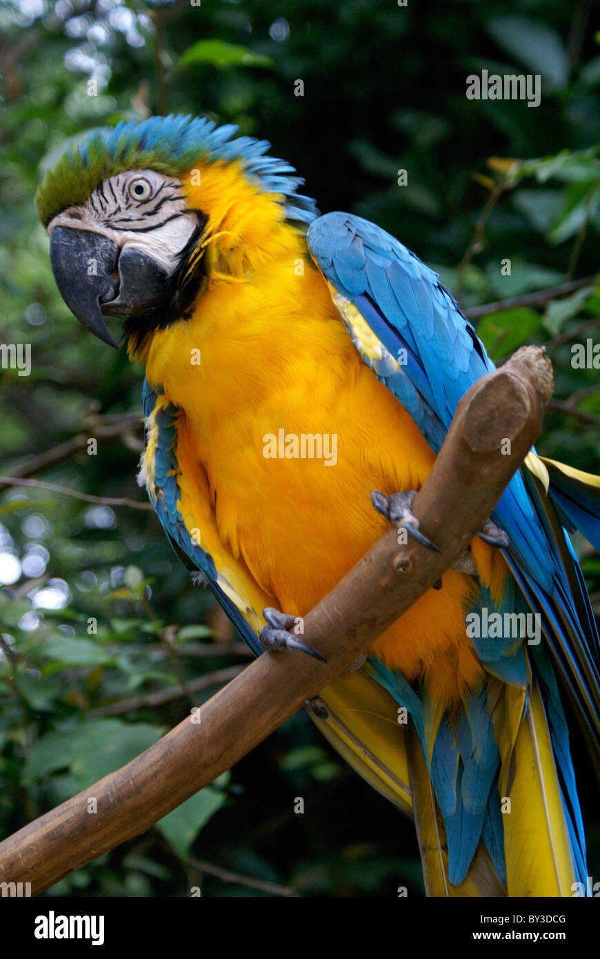 Blaue und gelbe Ara oder blau und Gold Aras (Ara Ararauna) im ARA Mountain Bird Park, Copán, Honduras Stockfoto