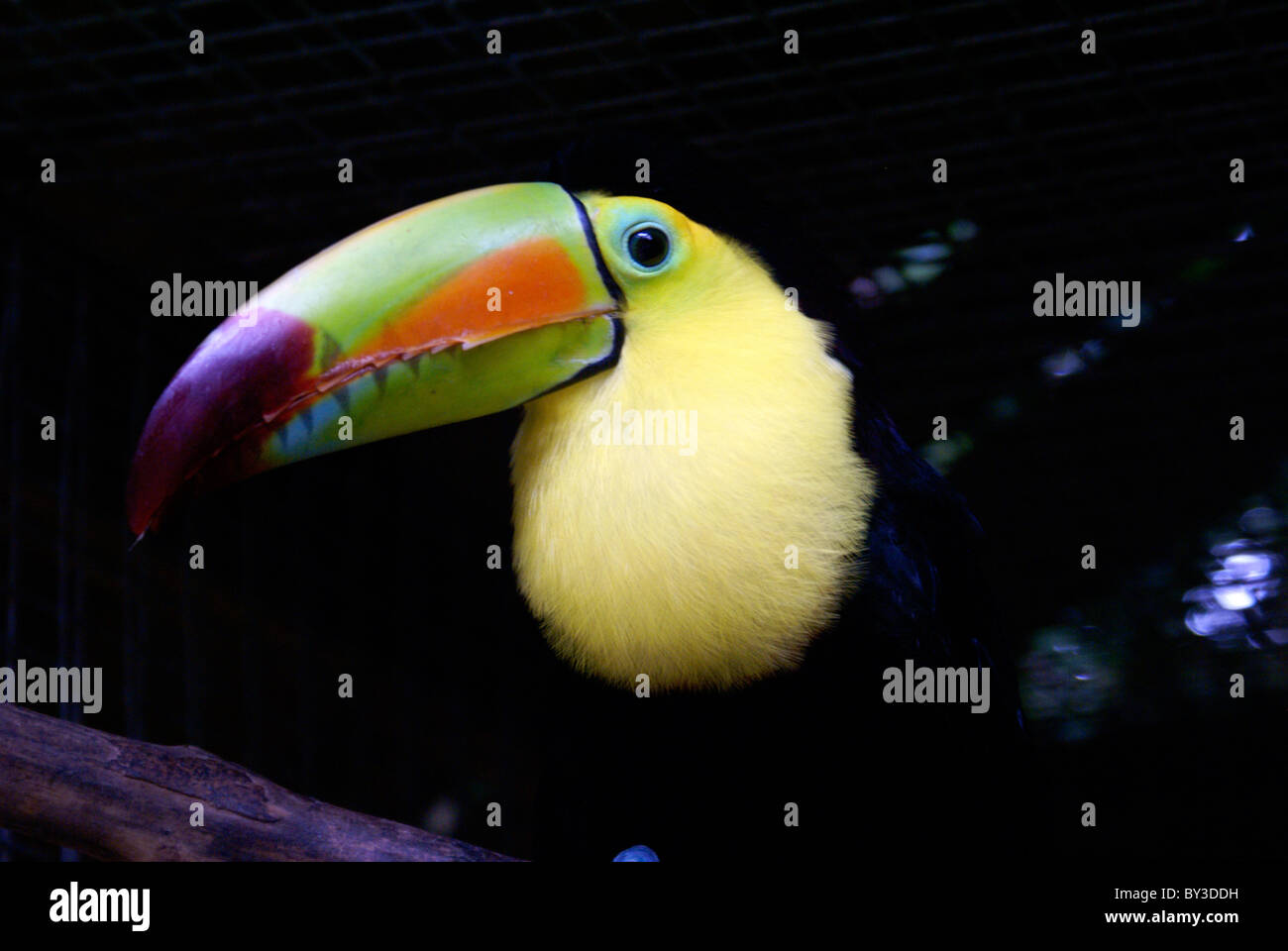 Kiel-billed Toucan (Ramphastos Sulfuratus) im ARA Mountain Bird Park, Copán, Honduras Stockfoto