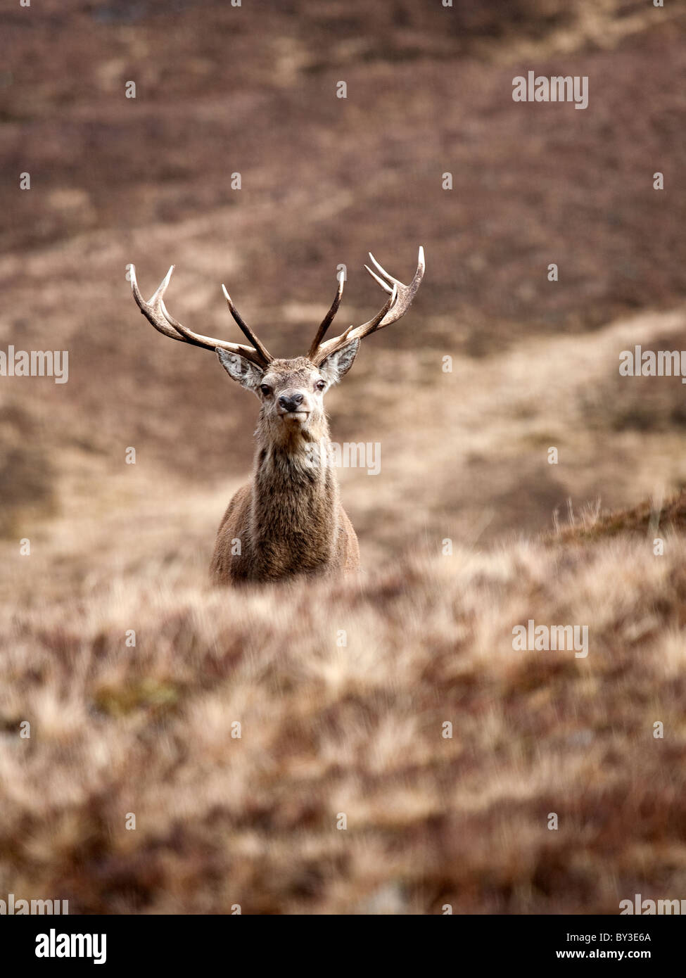 Red Deer Hirsch Cervus Elaphus allein in den schottischen Highlands an einem kalten Wintertag in den Bergen Stockfoto
