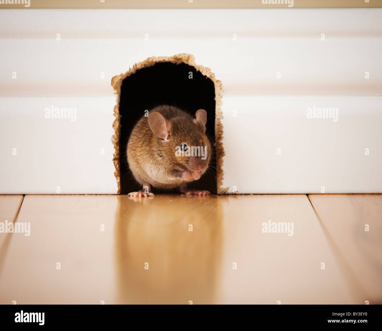 Maus Im Zimmer Was Tun Mouse hole -Fotos und -Bildmaterial in hoher Auflösung – Alamy