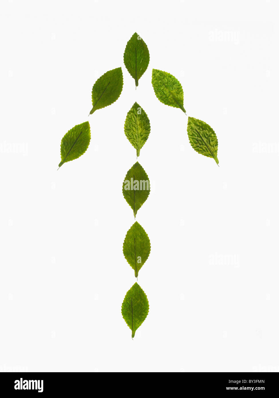 Studioaufnahme von grünen Blättern in Pfeilform Stockfoto