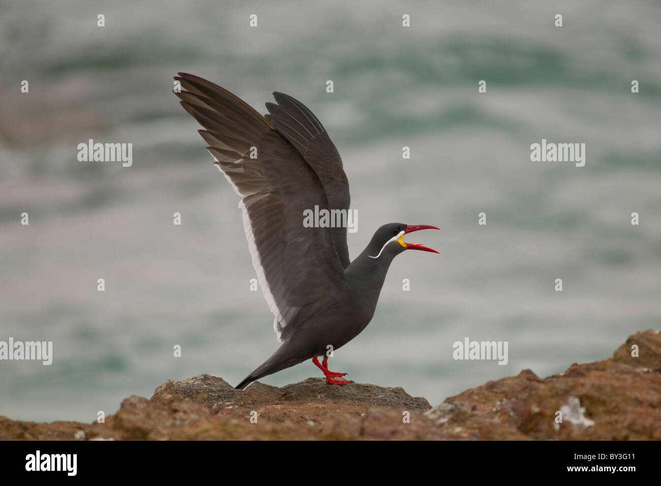 Inca-Tern, Larosterna Inca Paracas National Reserve, Peru Stockfoto