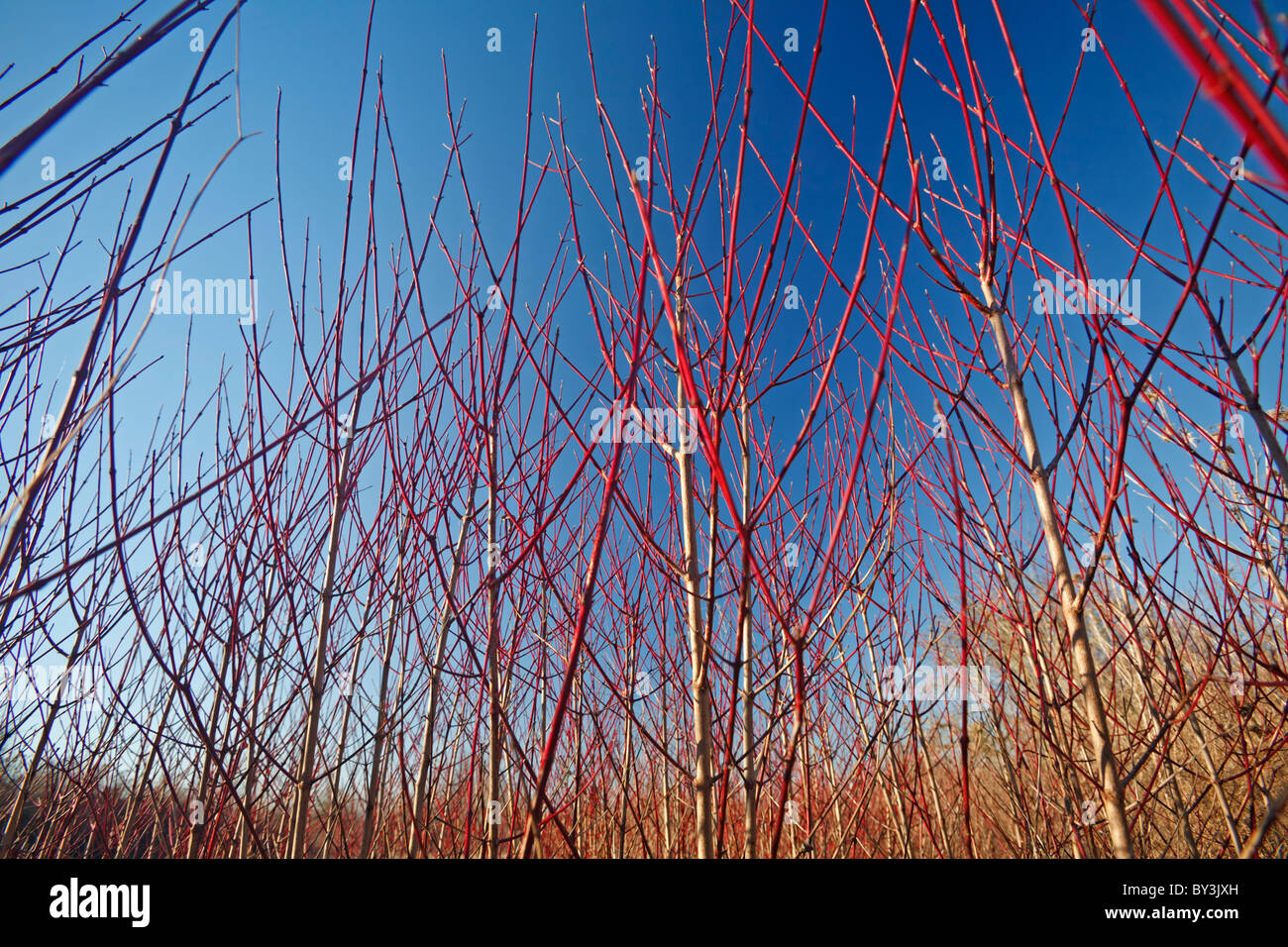Gemeinsamen Hartriegel-((Cornus sanguinea), im Winter (Allier - Frankreich). Cornouillers Sanguins, En Hiver (Allier 03 - Frankreich). Stockfoto