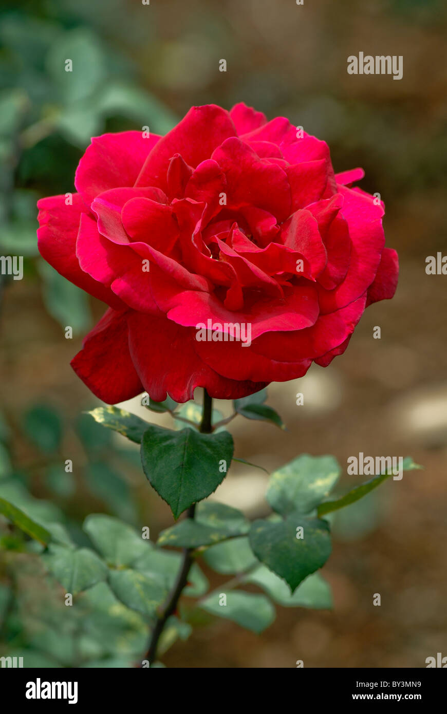 CENTENARY ROSENGARTEN IN OOTY TAMILNADU Stockfoto