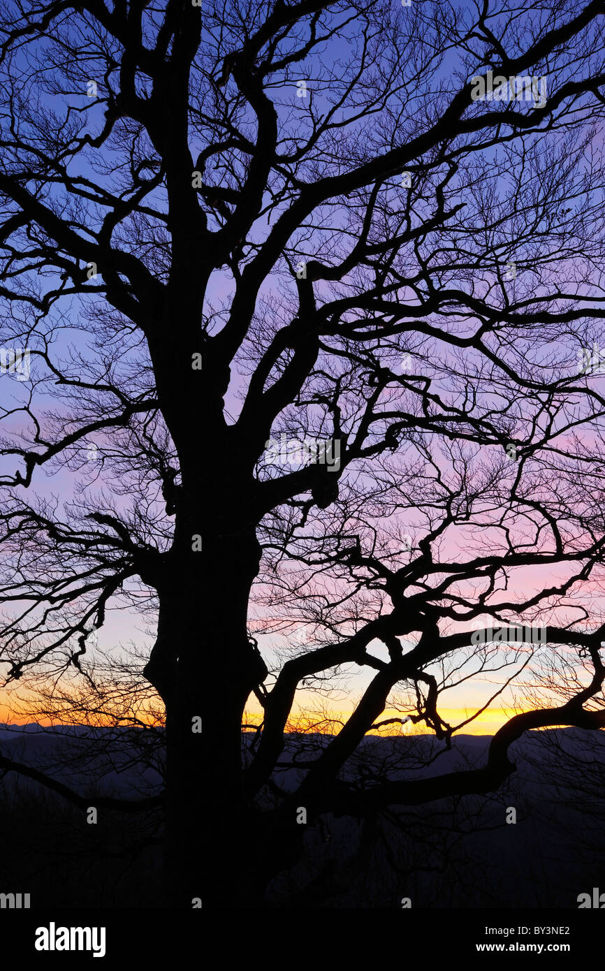 Baum in einen wunderschönen bunten Sonnenuntergang Stockfoto