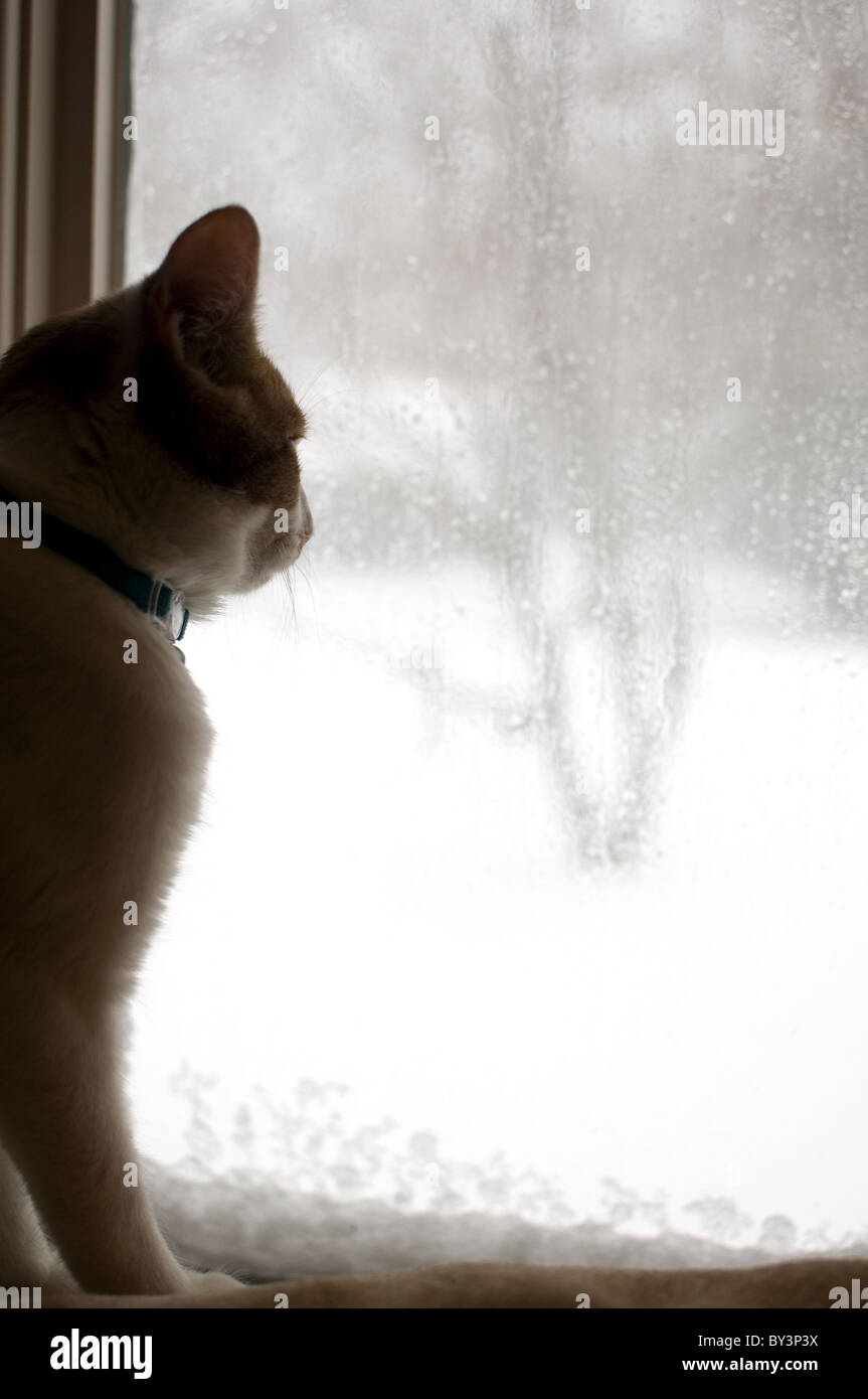 Katze sitzt bequem Blick aus Fenster im Schneesturm Stockfoto