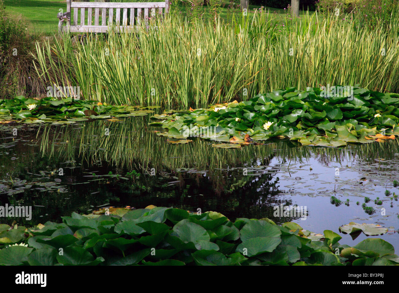 Nahaufnahme Bild der Zierteich im Garten Kiefern, St.Margareta Bay, Kent Stockfoto