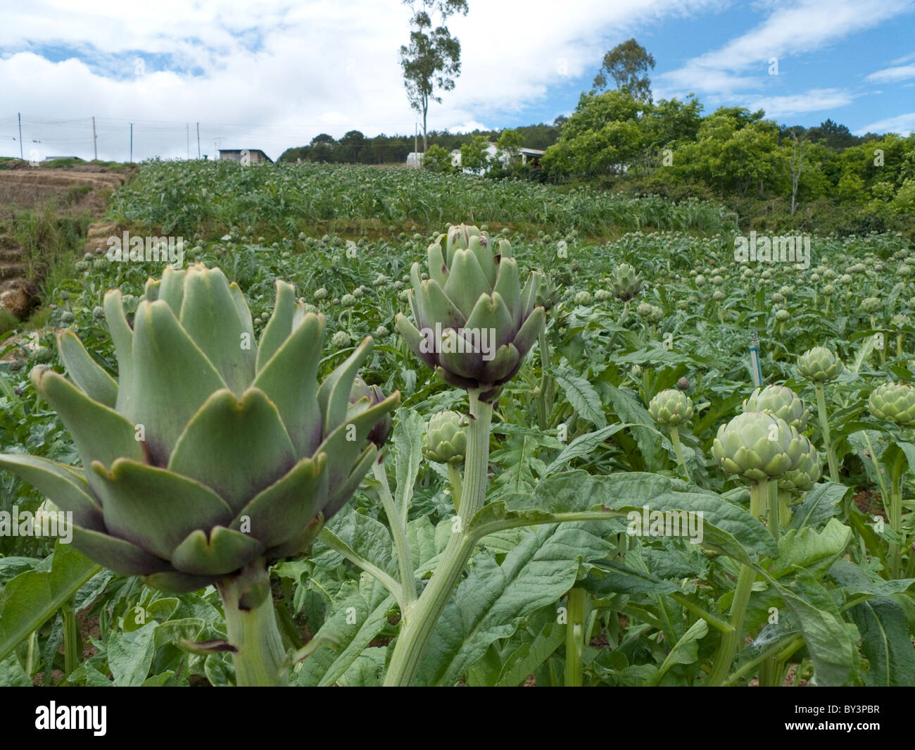 Artischocken in einem Bauernhof, typische Landschaft in der Nähe von Dalat, Central Highlands, Vietnam, Indochina, Südostasien, Asien Stockfoto