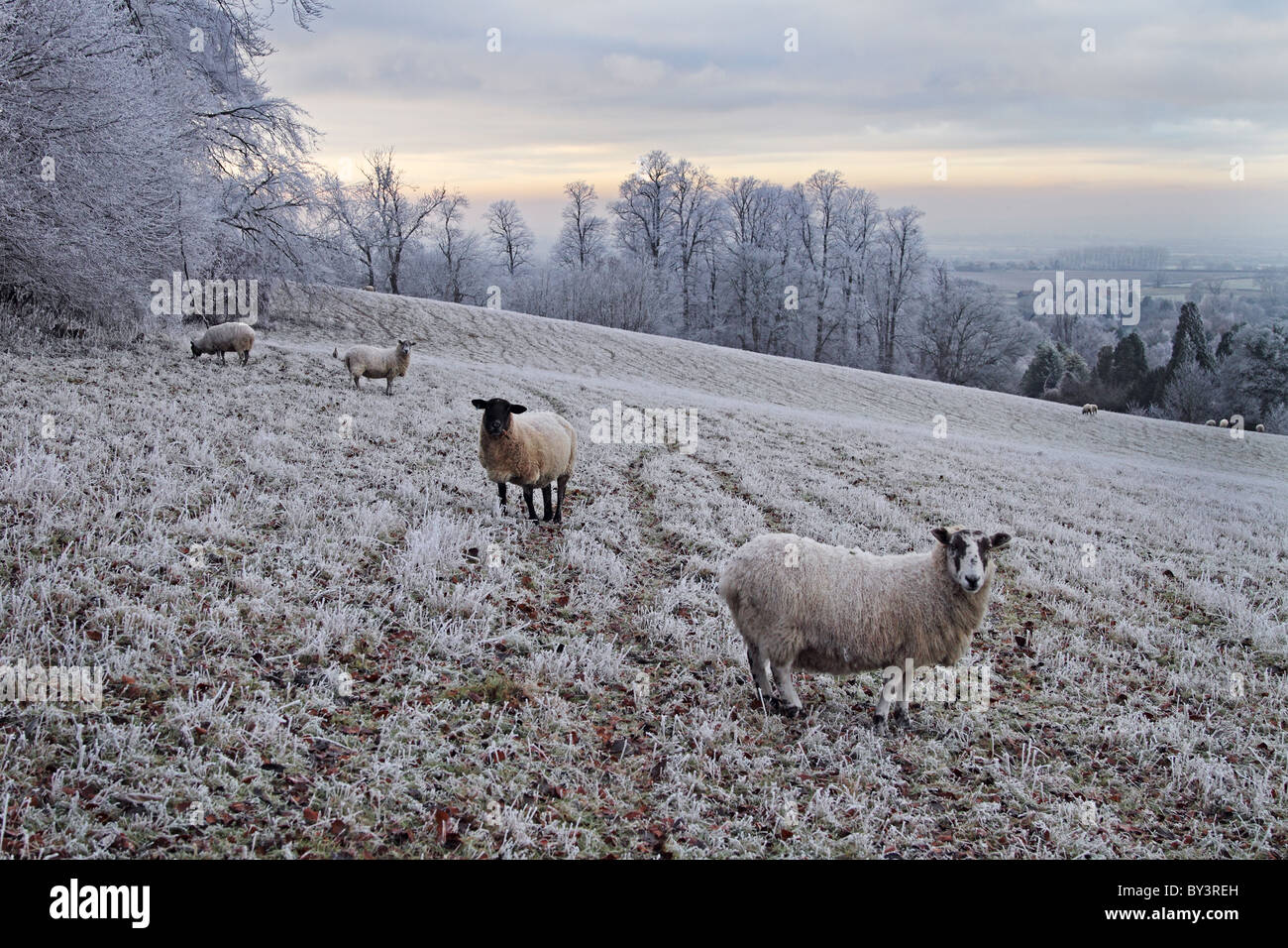 Schafe am Cybeline Hügel Winter Frost frostigen Eis eisigen Landwirtschaft Stockfoto