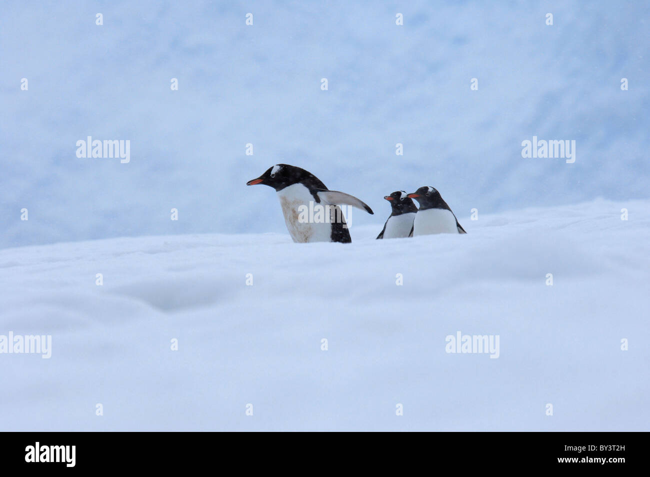 Drei Gentoo Penguins Pygoscelis Papua in Neko Harbor, Andvord Bay, antarktische Halbinsel, Antarktis Stockfoto