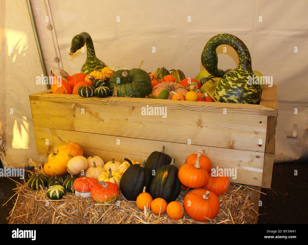 EINE BUNTE ANZEIGE VON HERBST GEMÜSE KÜRBISSE. Stockfoto