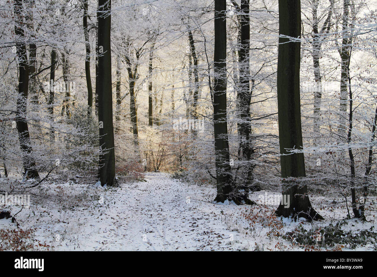 Winter-Wunderland Frost frostigen Holz Wald magischen Baum Schnee Chilterns Buckinghamshire Buchenwälder Stockfoto