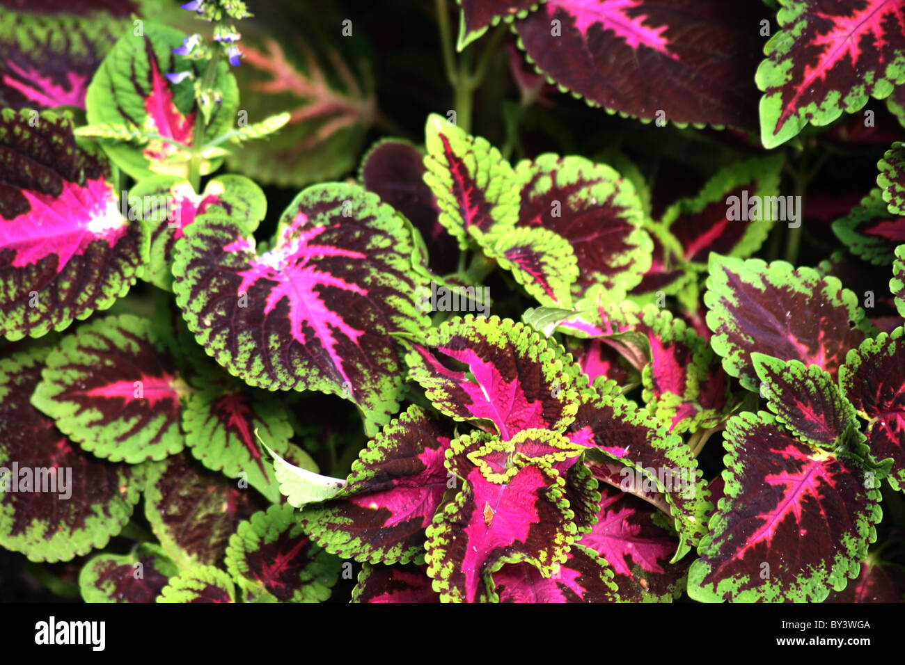 Pflanze mit roten Blättern Coleus (gemalt Brennnessel Stockfotografie -  Alamy