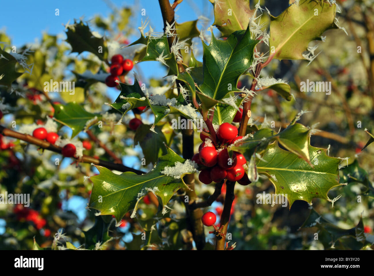 Eiskristalle auf eine Stechpalme bush Stockfoto