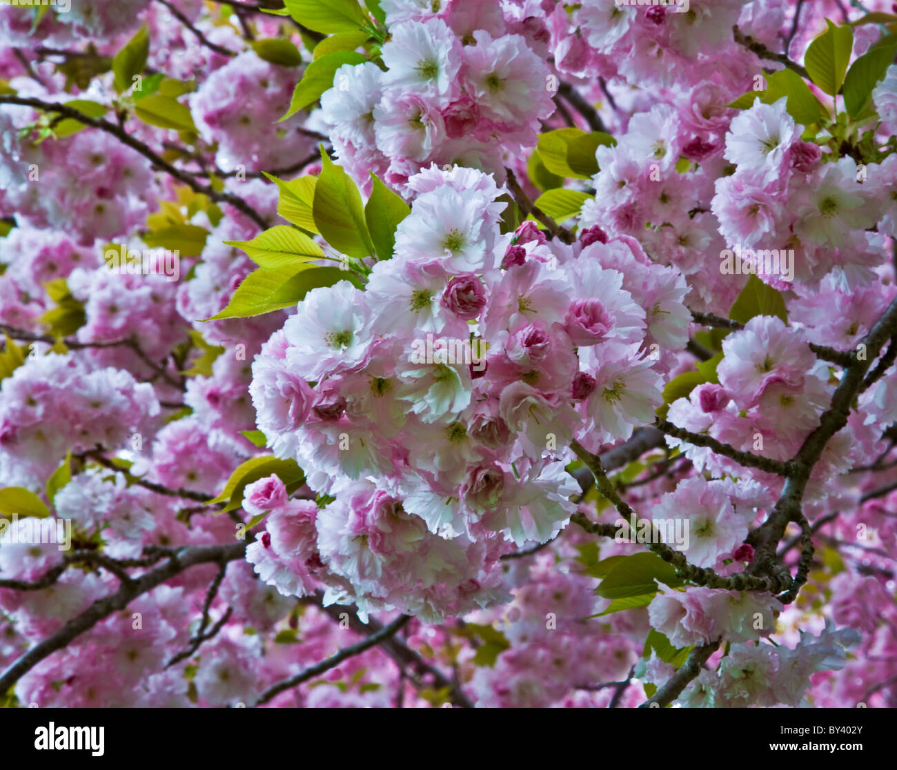 Nahaufnahme Frühlingsfarbe Rosa Kwanzan Kirschbaumblüten, Prunus Serrulata, Frühling blühende Bäume, Tapetenkonzept, New Jersey, USA, POV, Landschaft Stockfoto