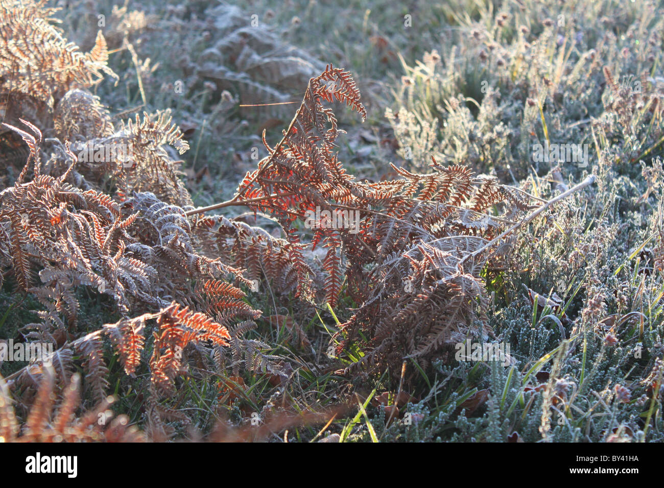 Bracken und Heide im Frost. Stockfoto