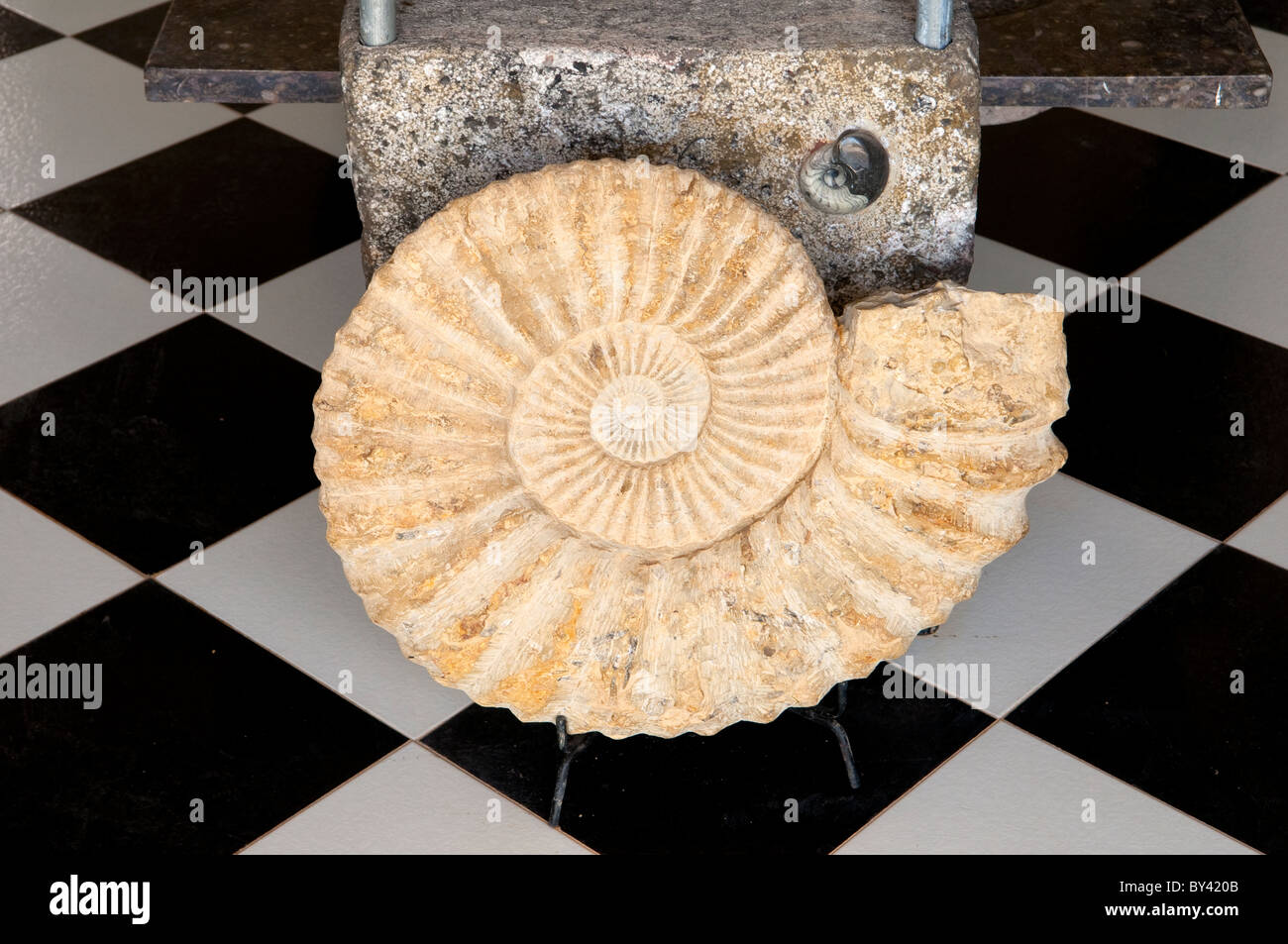 Ein Fossil der Chambered Nautilus im Makro Fossile Kasbah in der Nähe von Erfoud, Marokko angezeigt. Stockfoto