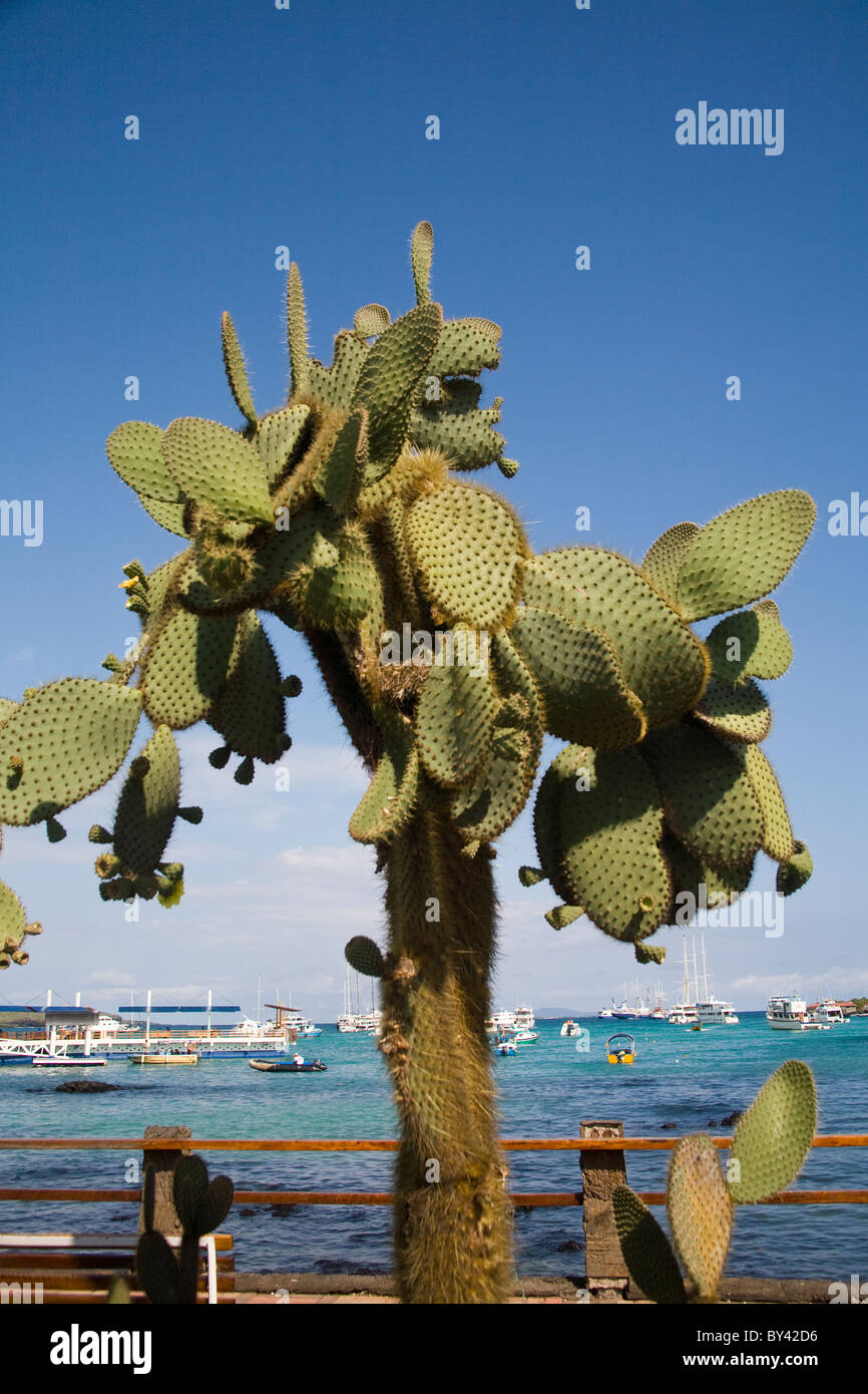 Pflanzen Sie Kakteen Opuntia Echios var Echios Ecuador Galapagos Insel Puerto Ayora Santa Cruz Indefatigable Stockfoto